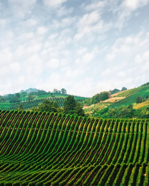 Amazing rural landscape with green vineyard — Stock Photo, Image