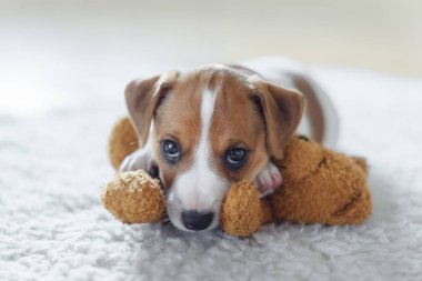 Jack russel terrier köpek yavrusu üzerinde beyaz yatakta uyuyan