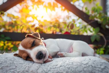 jack Russel terrier sonbahar terasta