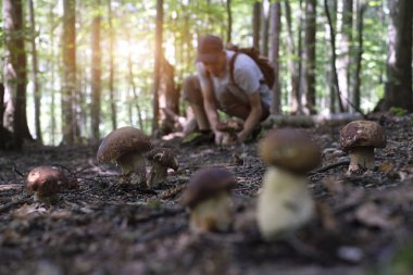 İnsan mantar toplar.