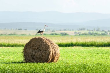 Leylek kuru saman balya üzerinde