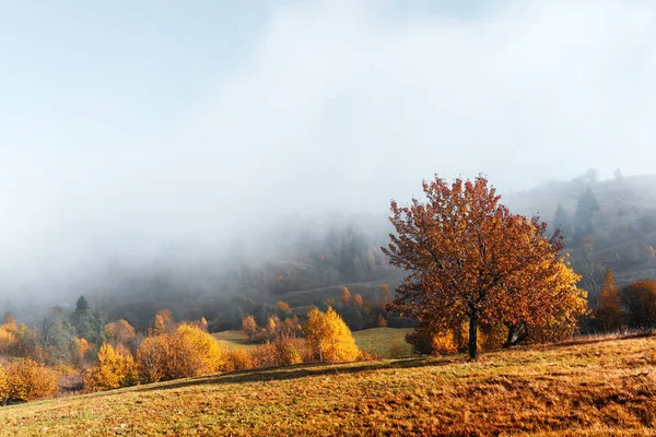 Increíble escena en las montañas de otoño —  Fotos de Stock