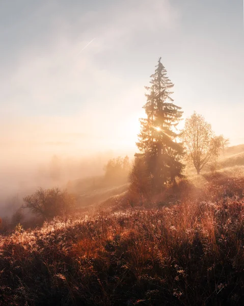 秋天山上令人惊叹的场面 黄色和橙色的树木在梦幻般的早晨阳光 喀尔巴阡山 景观摄影 — 图库照片