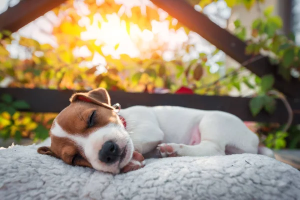 Jack russel terrier on autumn terrace — Stock Photo, Image