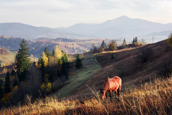 산 골짜기의 푸르스름 한 초원에 사는 말들 — 스톡 사진