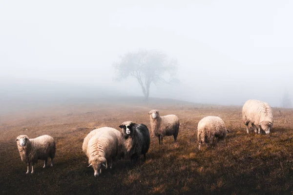 Herd of sheeps in autumn mountains — Stock Photo, Image