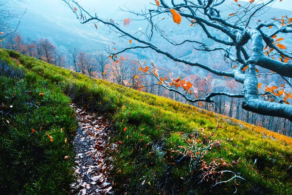 Majestätische Buchenzweige mit orangefarbenen Blättern in den Herbstbergen — Stockfoto
