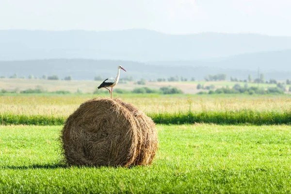Stork on dry hay bale — Stock Photo, Image