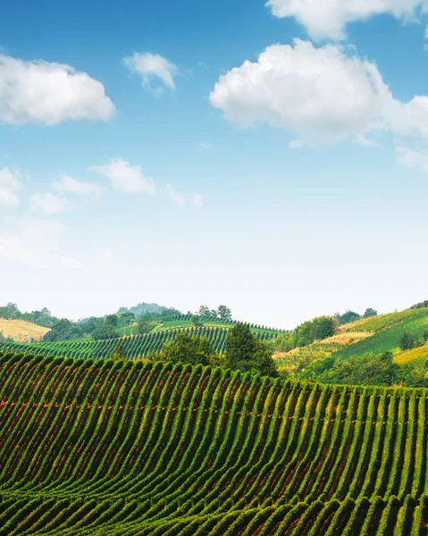 Amazing rural landscape with green vineyard — Stock Photo, Image