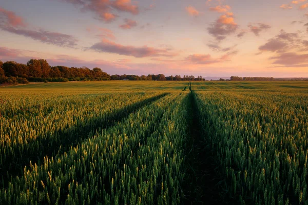 Campo de trigo verde contra o fundo do céu azul — Fotografia de Stock