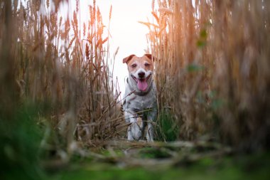 Jack russel terrier buğday alan yolda