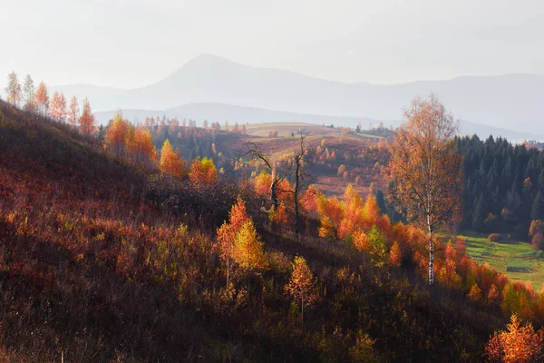 Sonbahar dağlarında inanılmaz bir manzara — Stok fotoğraf