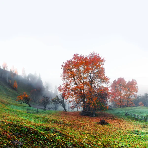 Increíble escena rural en el valle del otoño — Foto de Stock