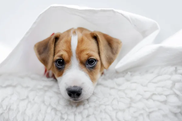 白いベッドの上に寝ているジャック ラッセル テリア子犬 — ストック写真