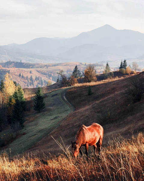 Horse in foggy meadow in mountains valley — Stock Photo, Image