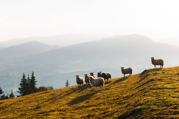 Стадо овец в осенних горах
