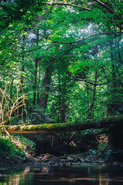 Tree log like a bridge above the river — Stock Photo, Image