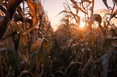 Kırsal bir alanda olgun Mısır