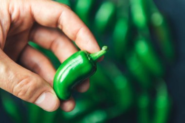 Green jalapeno hot pepper in hand closeup clipart