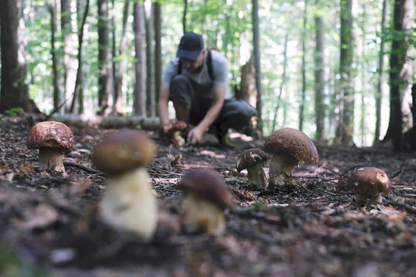 Человек собирает грибы — стоковое фото