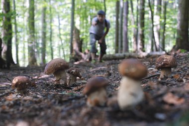 İnsan mantar toplar.