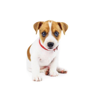 Jack russel köpek yavrusu üzerinde beyaz izole