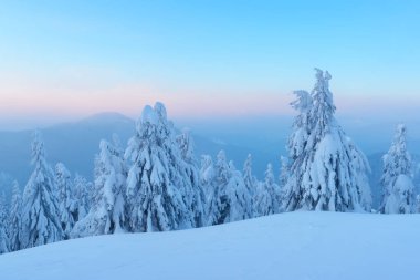 Karlı ağaçlarla dramatik kış sahnesi.