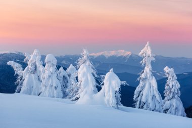 Güneş ışığı tarafından parlayan karlı dağlarda fantastik turuncu kış manzarası. Karlı ağaçları ile dramatik kış sahne. Noel tatil kavramı. Karpatlar dağ, Ukrayna, Europe