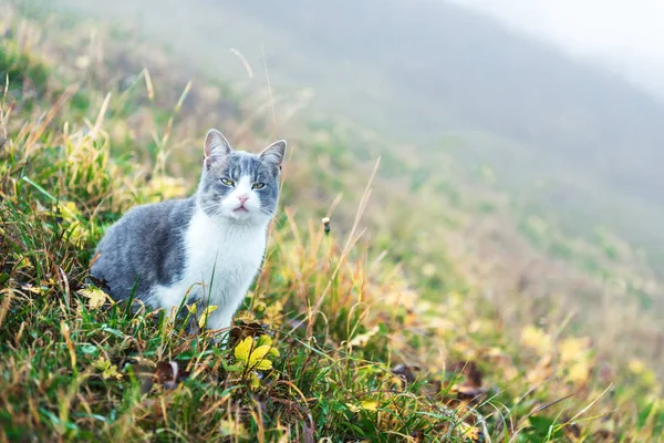 緑の牧草地のクローズ アップの上の猫 — ストック写真