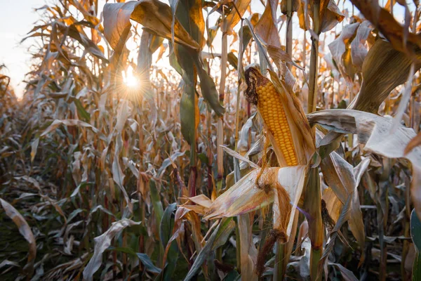Спелые кукурузы на сельском поле — стоковое фото