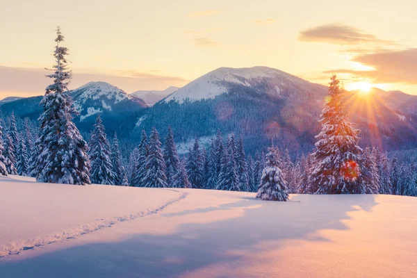 Dramatisk vintrig scen med snöiga träd. — Stockfoto
