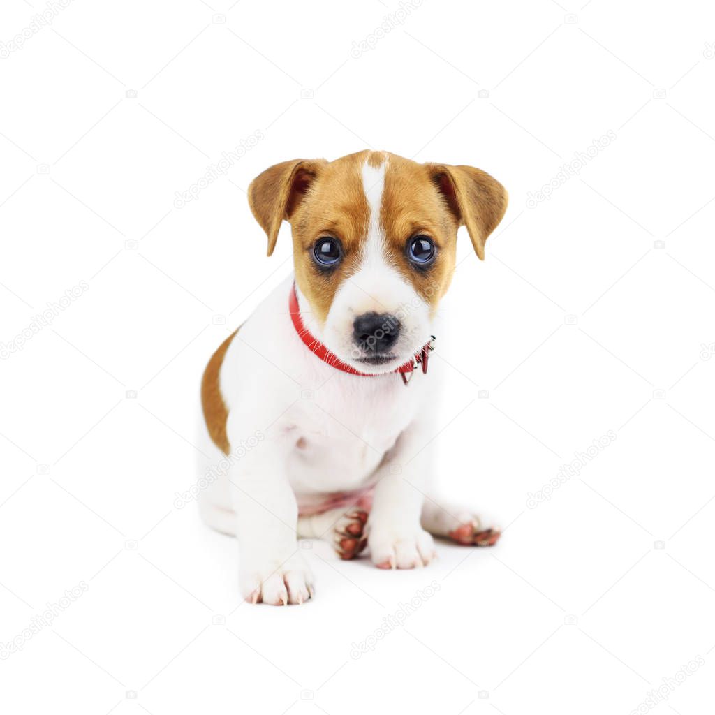 Jack russel puppy isolated on white