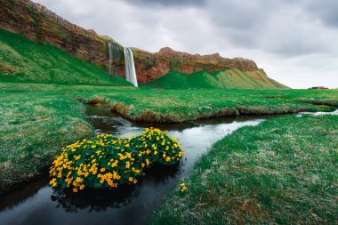Seljalandsa Nehri, İzlanda, Avrupa Seljalandfoss şelale Sunrise. Mavi bir dere çevresinde sarı çiçek