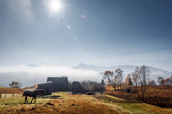Paard in mistige weide in het bergdal — Stockfoto