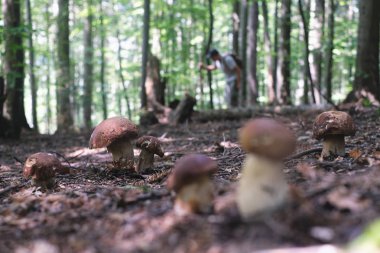 İnsan mantar toplar.