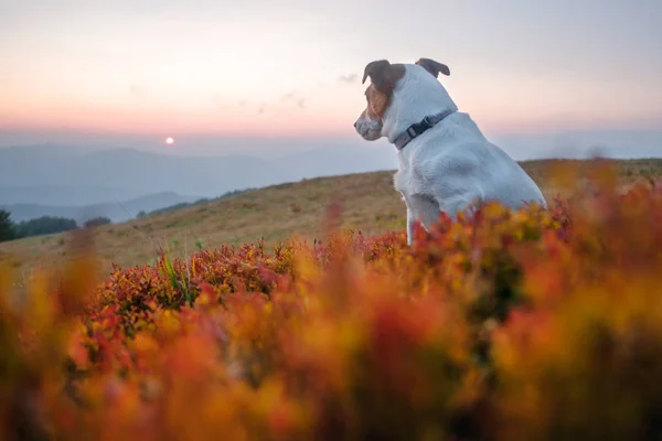 Alone white dog sitting in the red grass — Stock Photo, Image