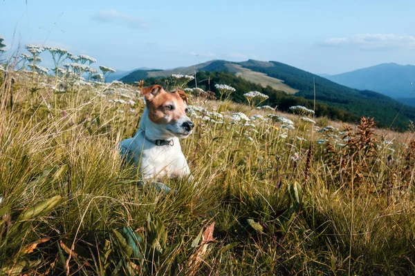 Çiçekler içinde oturan yalnız beyaz köpek