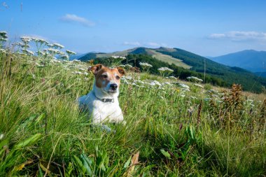 Çiçekler içinde oturan yalnız beyaz köpek