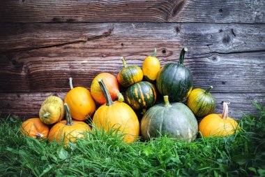 Farklı tür bir kabak yakınındaki eski ahşap duvar Bahçe çim