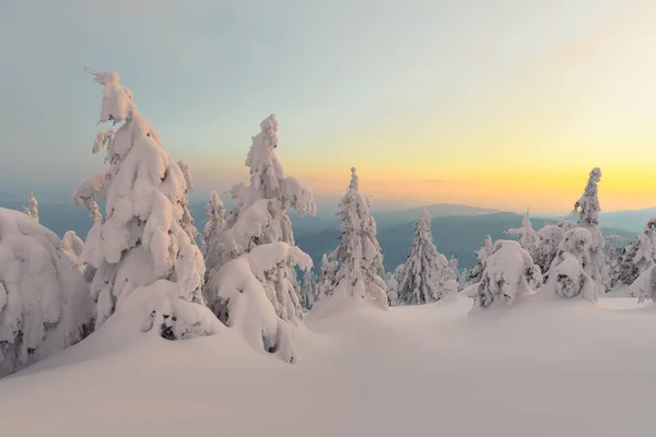 Драматична винна сцена зі сніговими деревами . — стокове фото