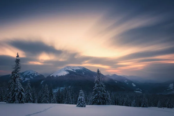 Scène hivernale dramatique avec des arbres enneigés. — Photo