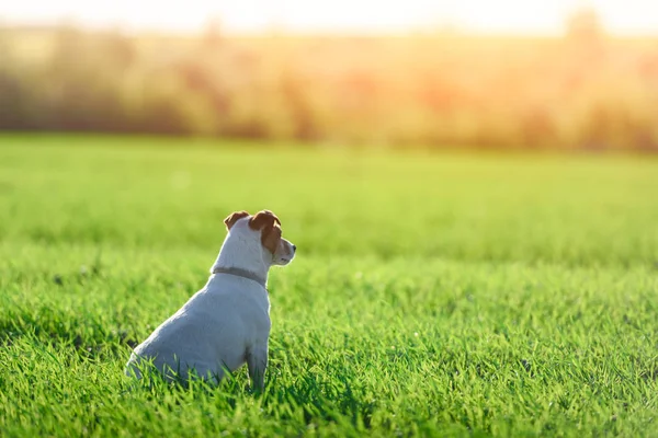 Jack Russel terrier no campo verde — Fotografia de Stock