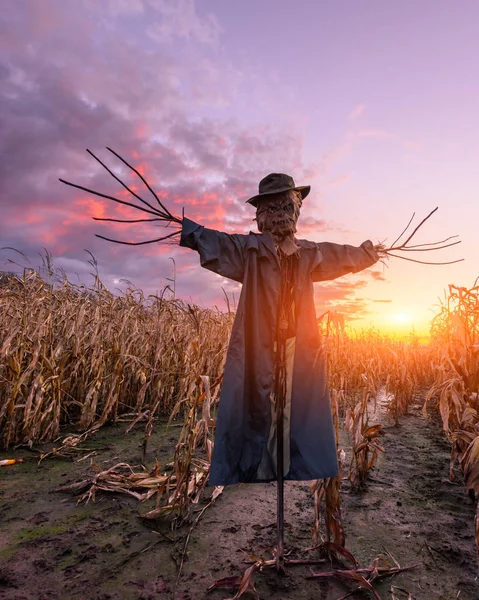 Ijesztő Madárijesztő Sapkában Egy Kukoricaföldön Narancssárga Naplemente Háttérben Halloween Ünnep — Stock Fotó