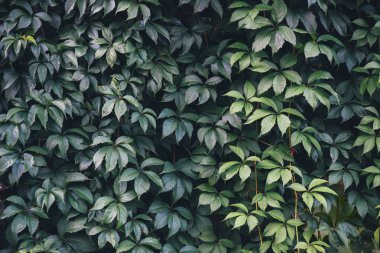 Ivy dokusuna closeup bırakır. Yeşil duvar.