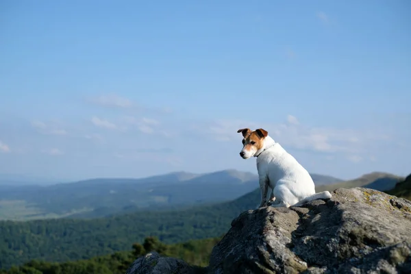 Alone white dog sitting on rock — Stock Photo, Image