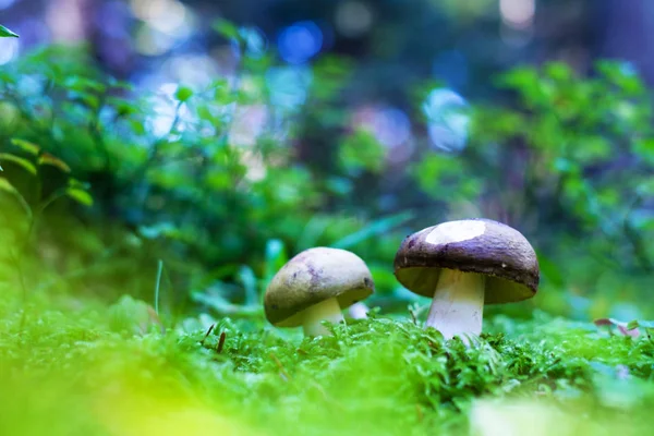 Cogumelos na floresta de verão — Fotografia de Stock