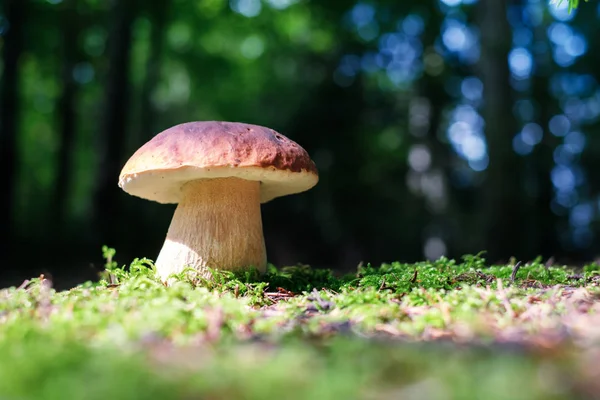 Cogumelo branco na floresta de verão — Fotografia de Stock