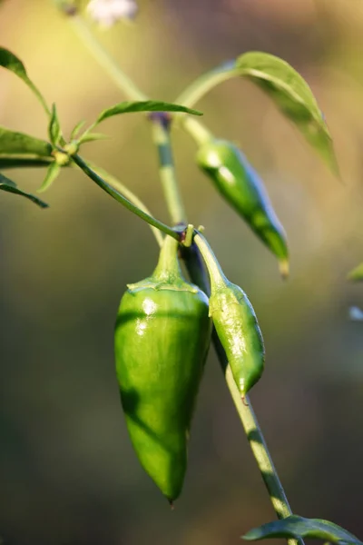 Groene jalapeno peper in tuin closeup — Stockfoto