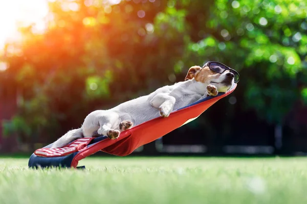 Jack russel terrier cane si trova su una sdraio — Foto Stock