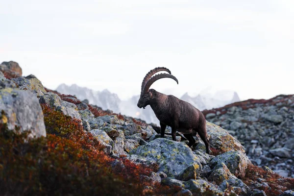 Alpine Carpa Ibex in de Franse Alpen — Stockfoto